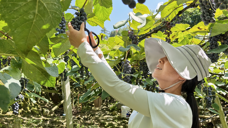 Sensación Dulce: Uvas Alpinas Llegan a los Mercados de Guizhou video poster