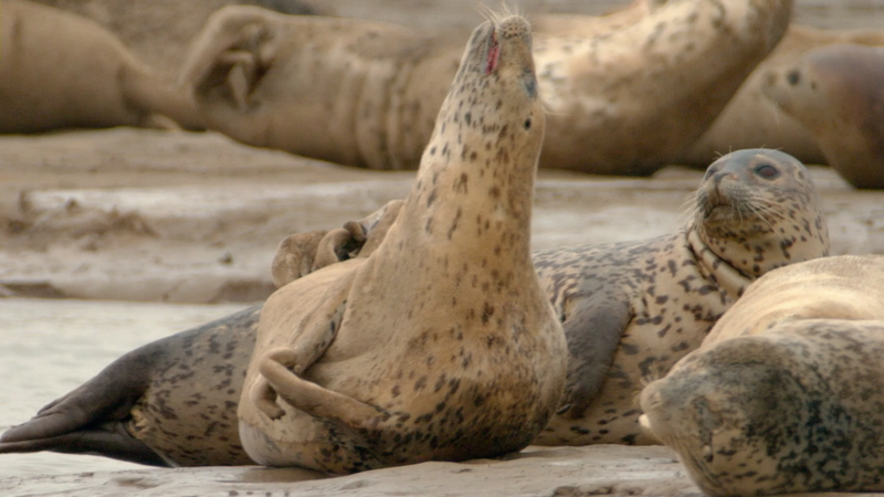 Guardianes del Planeta Azul: Focas manchadas de la Bahía de Liaodong 🦭 video poster