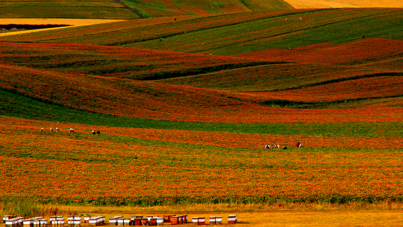 Campos de cártamo de Xinjiang impulsan la economía del condado de Yumin