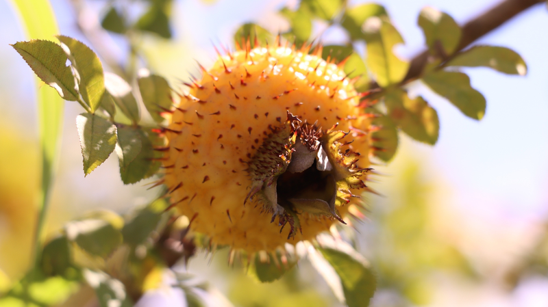 El__fruto_dorado__espinoso_impulsa_la_prosperidad_en_el_campo_de_Guizhou video poster