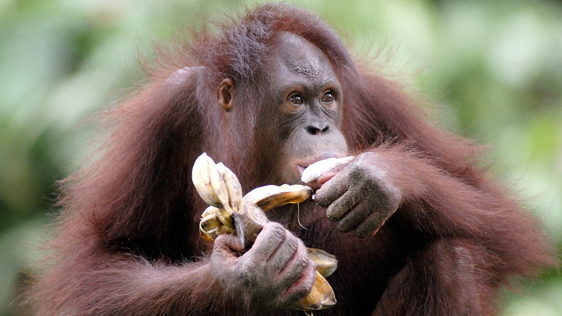 Los chimpancés salvajes se dan un paseo diario con fruta fermentada, revela un estudio