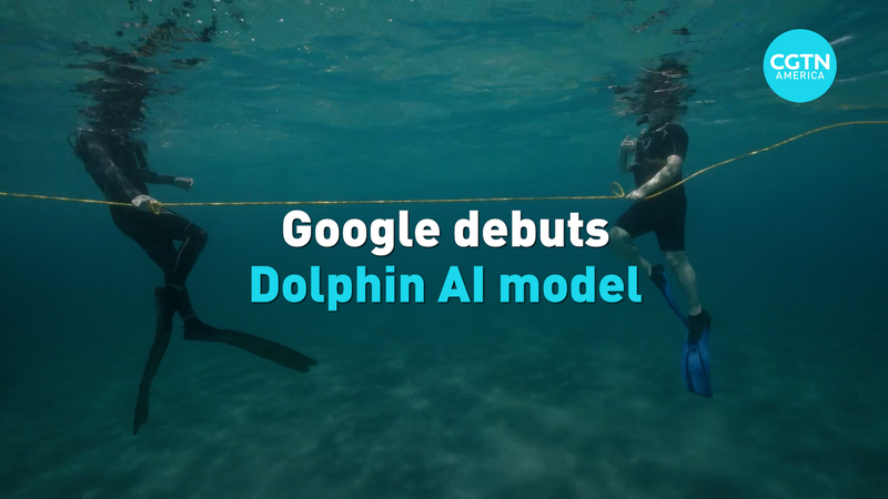 Google_presenta_DolphinGemma__IA_entrenada_para_descifrar_sonidos_de_delfines video poster