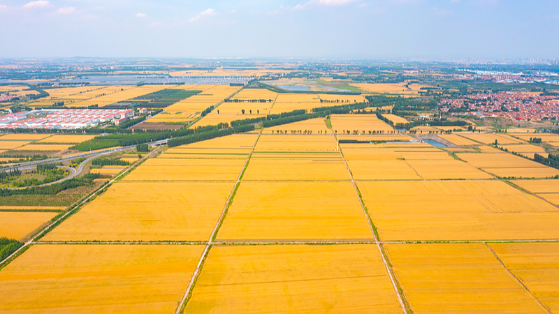 Campos dorados y mares abundantes: el 8º Festival de la Cosecha de los Agricultores en China 🌾 video poster