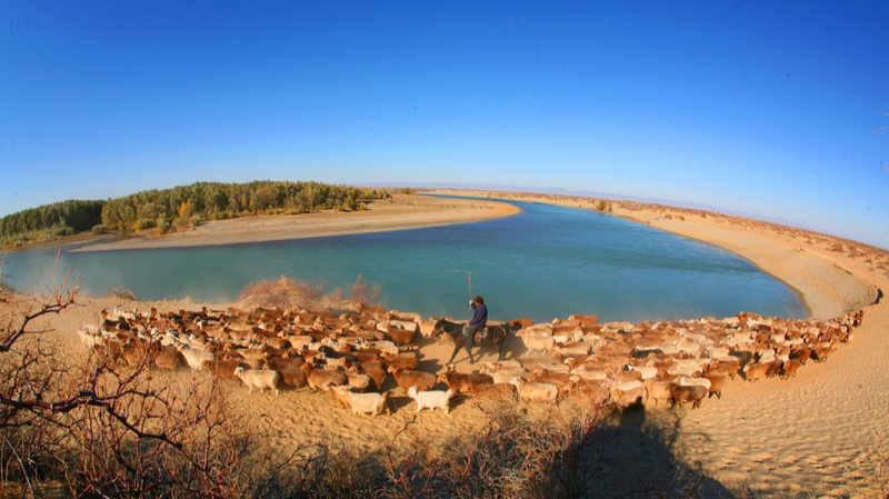 Migración de Ganado a Pastos Invernales en Xinjiang