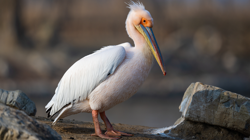 La China continental lanza una campaña de 3 años para la protección de aves
