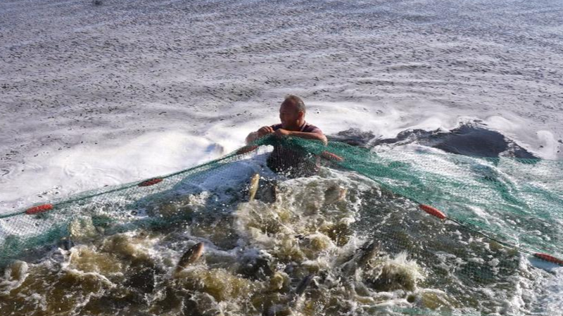 La acuicultura de Xinjiang: De ríos de deshielo a graneros azules La acuicultura de Xinjiang: De ríos de deshielo a graneros azules