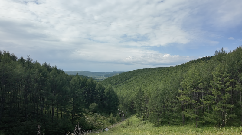 Mongolia Interior convierte bosques en oro verde con sumideros de carbono 🌳💰