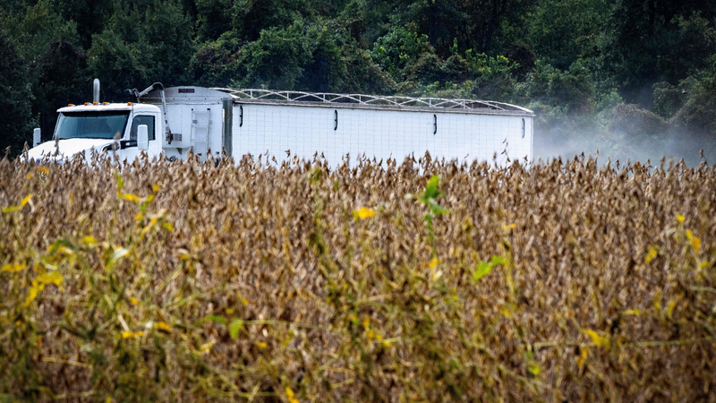 Granjeros de EE.UU. enfrentan grandes pérdidas debido a los aranceles de la China continental