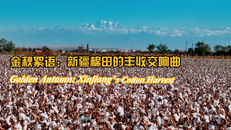 Otoño dorado en Xinjiang: Un mar de algodón bajo el sol del Tianshan video poster