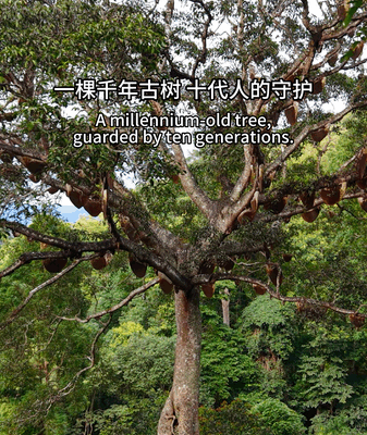 El Árbol Sagrado de las Abejas en Jingmai: Una Lección Milenaria 🌳🐝 video poster