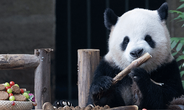 Los pandas gigantes devoran pasteles de luna en el Zoológico de Chongqing por el Festival del Medio Otoño
