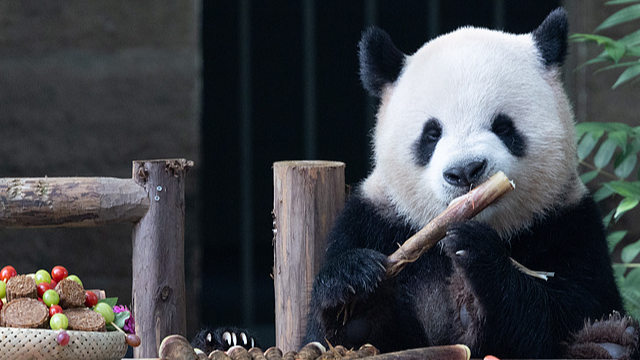 Los pandas gigantes devoran pasteles de luna en el Zoológico de Chongqing por el Festival del Medio Otoño
