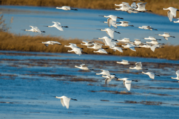 Espátulas blancas descansan en el humedal del lago Wolong en Liaoning