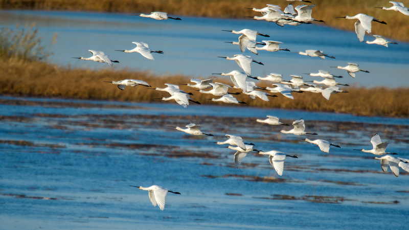 Espátulas blancas descansan en el humedal del lago Wolong en Liaoning