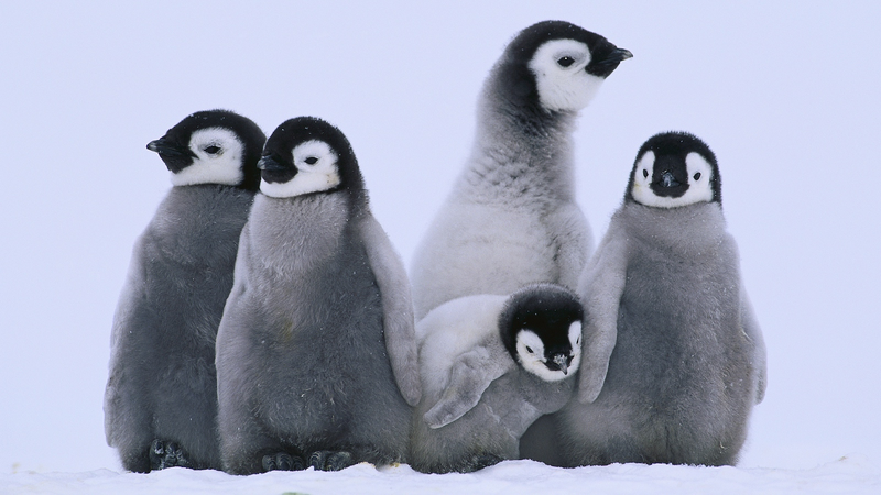 Pingüinos Emperador se Desplazan 73m por °C ante Extremos Climáticos