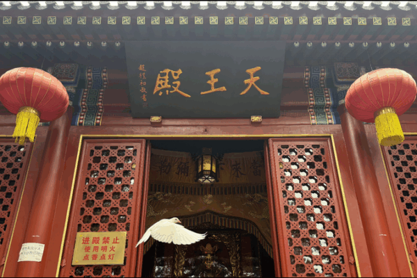Serenidad junto al mar: una mañana en el templo Zhanshan de Qingdao