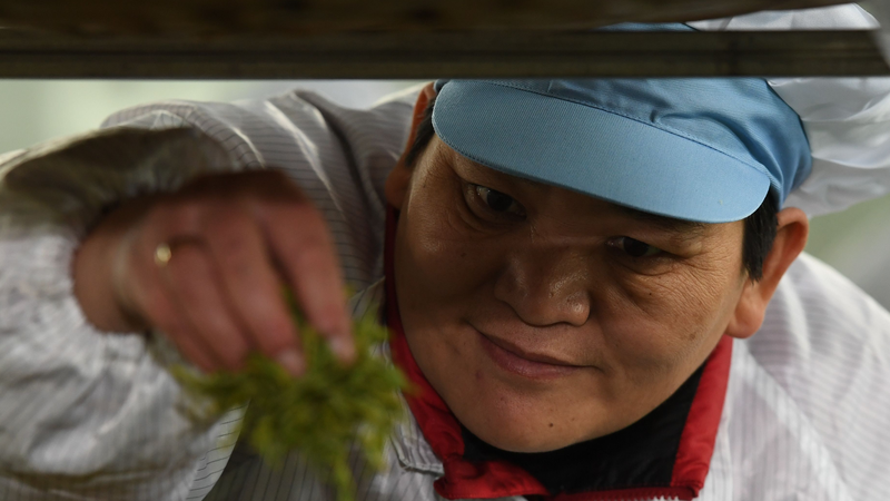 Las colinas de Guizhou se convierten en campos de té de esperanza gracias a Huang Hongying