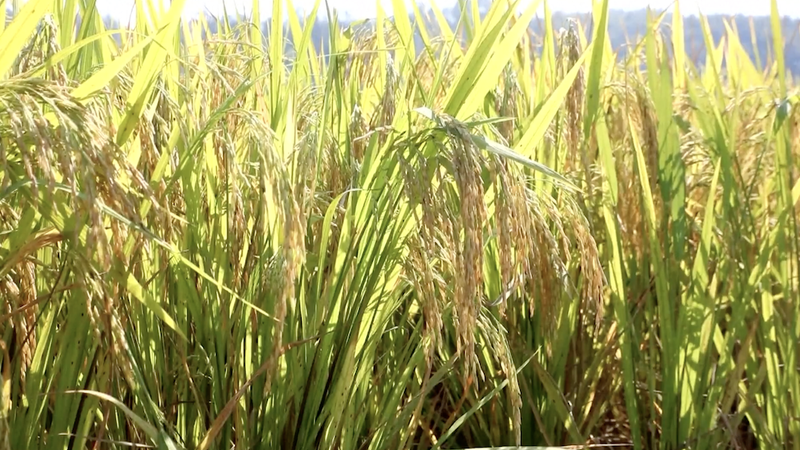 La cosecha de granos de otoño avanza con fuerza en China video poster