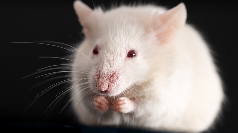 Shenzhou-21 enviará ratones en una misión científica a la estación espacial