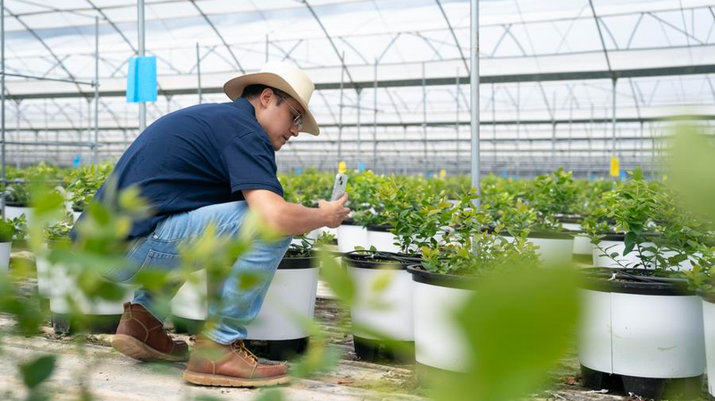 El viaje del ingeniero peruano con los arándanos en Yunnan