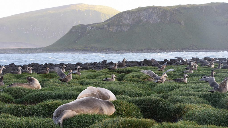 Científicos detectan signos de gripe aviar H5 en focas elefante en la Isla Heard