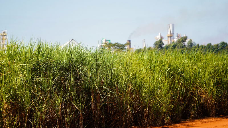 Los precios globales de alimentos bajan en septiembre mientras caen el azúcar y los lácteos