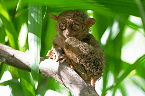 Historias de APEC: Conoce al adorable tarsero filipino 🌿