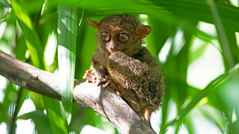 Historias de APEC: Conoce al adorable tarsero filipino 🌿