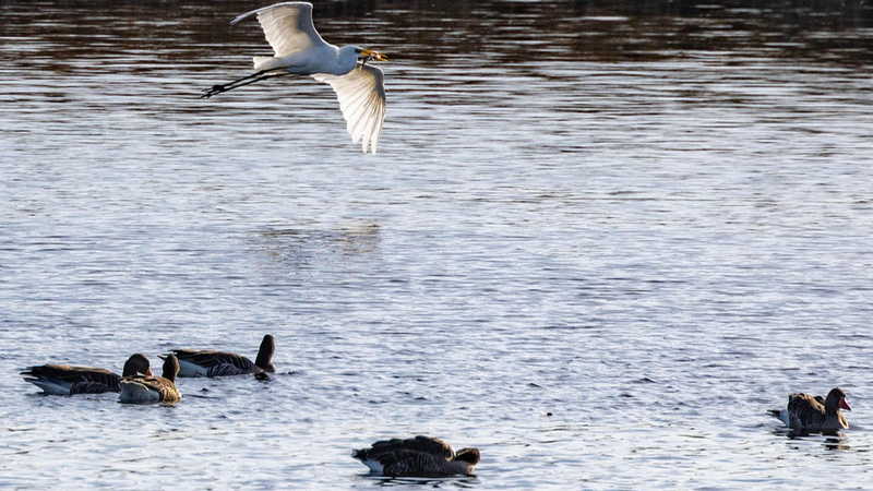 Un virólogo alemán advierte: La gripe aviar podría desencadenar la próxima pandemia 🦠