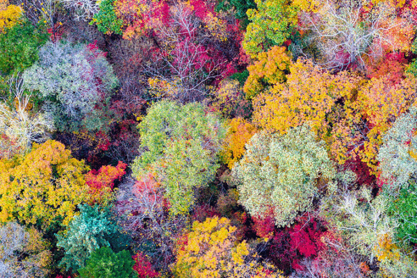 Magia de otoño: el área escénica del lago Baishan estalla en color