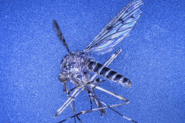 Descubrimiento_de_los_primeros_mosquitos_en_Islandia