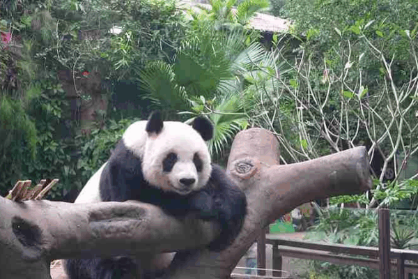 Dentro de la vida diaria de los hermanos panda en Hainan 🐼🌴 video poster