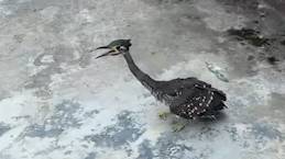 Garza_Nocturna_de_Orejas_Blancas_Rara_Avistada_en_Guizhou video poster