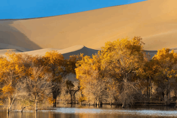 Los álamos dorados de Xinjiang: Desvelando sus secretos del desierto video poster