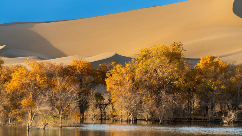 Los álamos dorados de Xinjiang: Desvelando sus secretos del desierto video poster