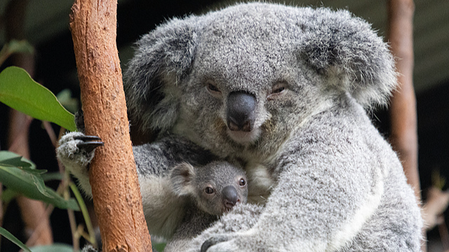 Viajes entre Australia y Nueva Zelanda serán más fáciles para viajeros chinos