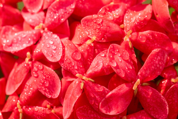 Mañanas Nebulosas y Colinas Carmesí: 'Rocío Frío' Trae el Encanto de Finales de Otoño en el Territorio Continental de China