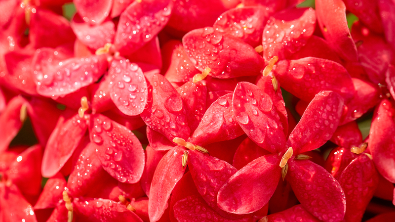 Mañanas Nebulosas y Colinas Carmesí: 'Rocío Frío' Trae el Encanto de Finales de Otoño en el Territorio Continental de China