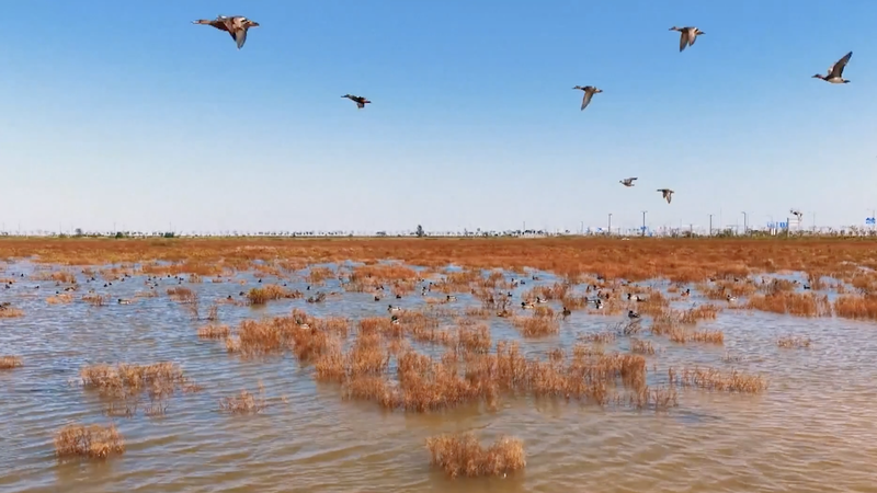 La alfombra carmesí: El florecimiento otoñal de seepweed en el estuario Linhong video poster