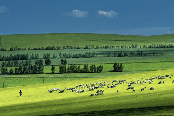 Estudio global revela que sequías severas podrían devastar los pastizales