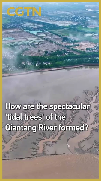 ¿Cómo se forman los 'árboles de marea' del río Qiantang? video poster