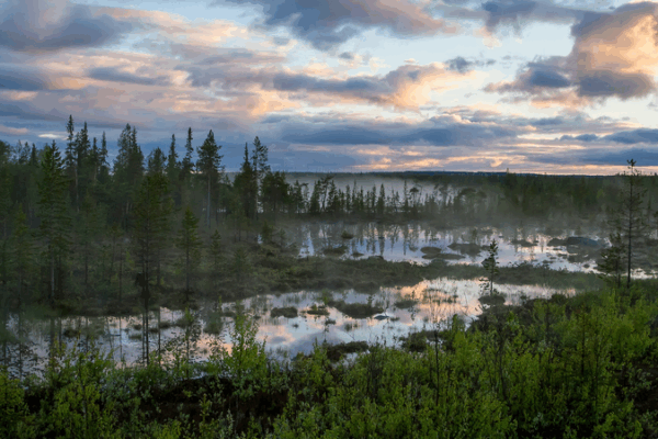 Rusia lanza proyecto forestal-climático en el Ártico para mejorar el monitoreo de carbono