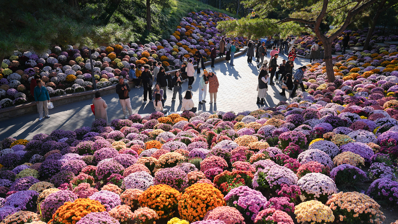 Flores de otoño: Espectáculo de crisantemos en el Parque Ritan, Beijing