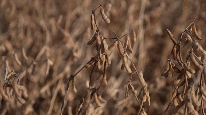 Los_agricultores_estadounidenses_esperanzados_tras_acuerdo_comercial_entre_EE_UU__y_China_en_Malasia video poster