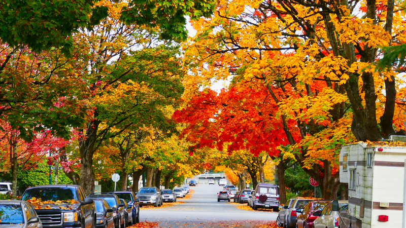 Magia del arce: la hoja emblemática de Canadá y el esplendor otoñal