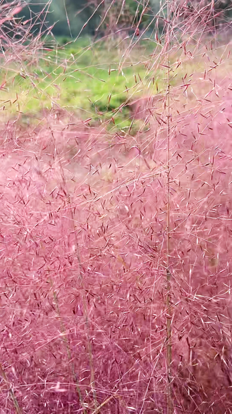 Sueño con hierba muhly rosa en el Antiguo Palacio de Verano de Pekín video poster