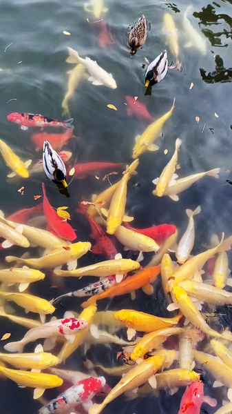 Magia de otoño en el Antiguo Palacio de Verano de Pekín video poster