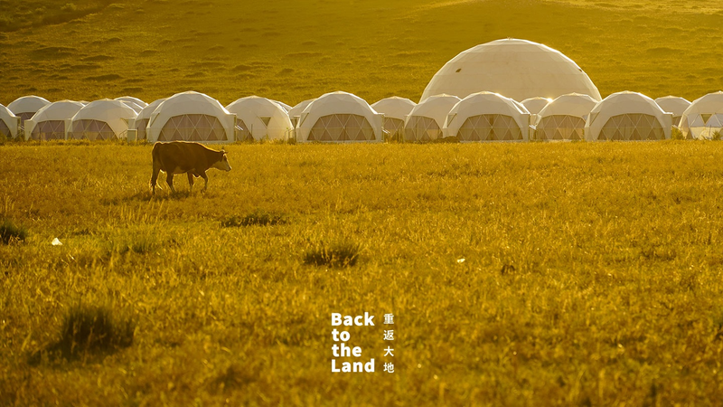 Pastizales de Ulanqab: Una Sinfonía de Rebaños