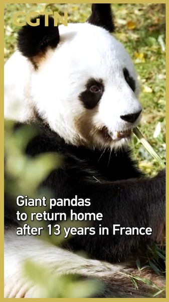 Los pandas gigantes Huan Huan y Yuan Zi regresan a casa después de 13 años video poster