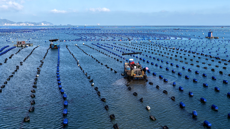 Los tribunales marítimos de China continental lideran el mundo: Informe 📜⚖️